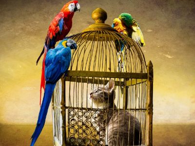 Feline hunter trapped in a cage surrounded by birds