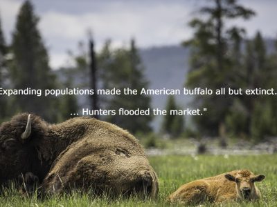 Outbound sales is like American Buffalo hunting